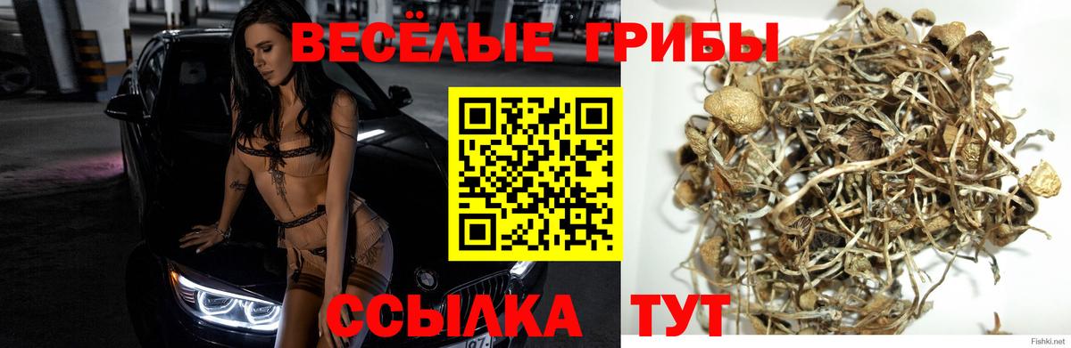Славгород  Галлюциногенные грибы мухоморы  Вход с VPN 